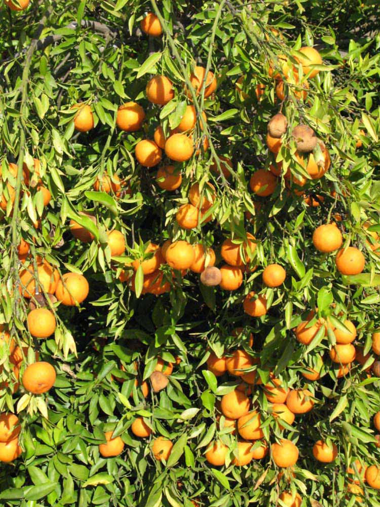              Sun leaves (Riverside, CA)       